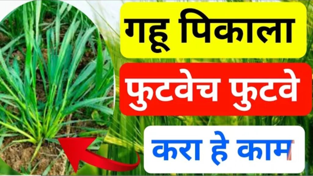 गहु पिकाला करा ही फवारणी येईल फुटवेच फुटवेच पहा सविस्तर माहिती